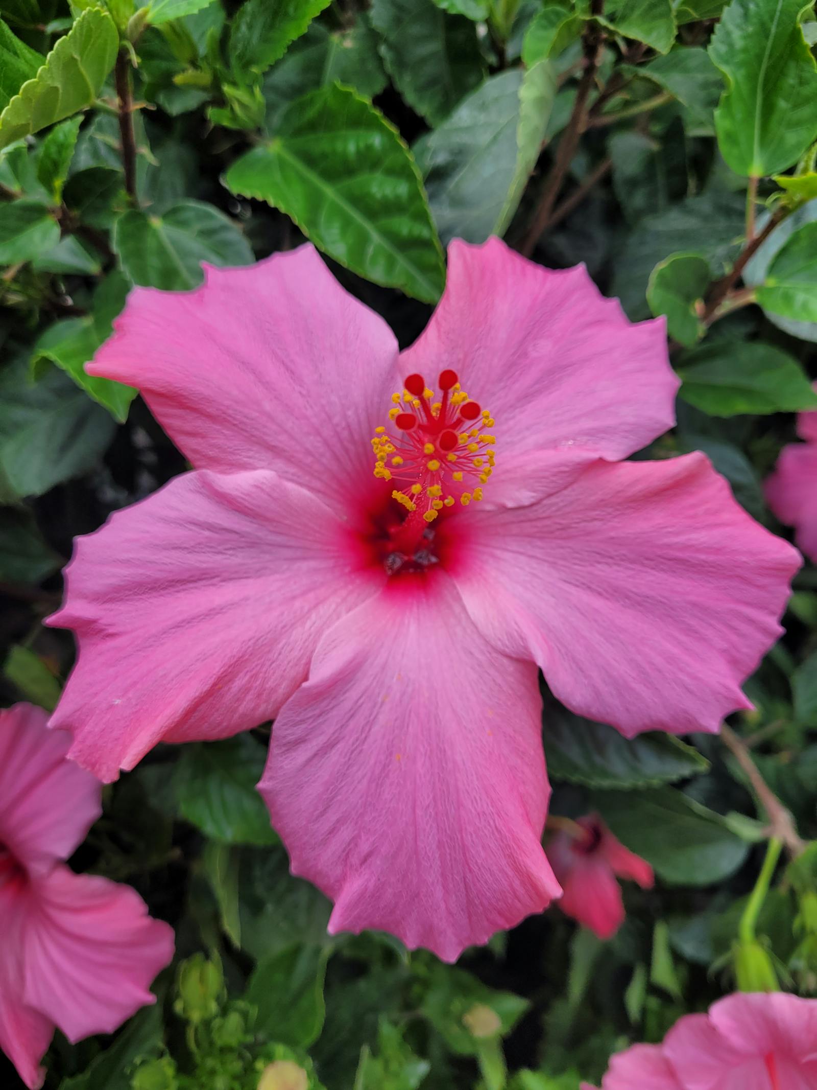 Hibiscus Bright