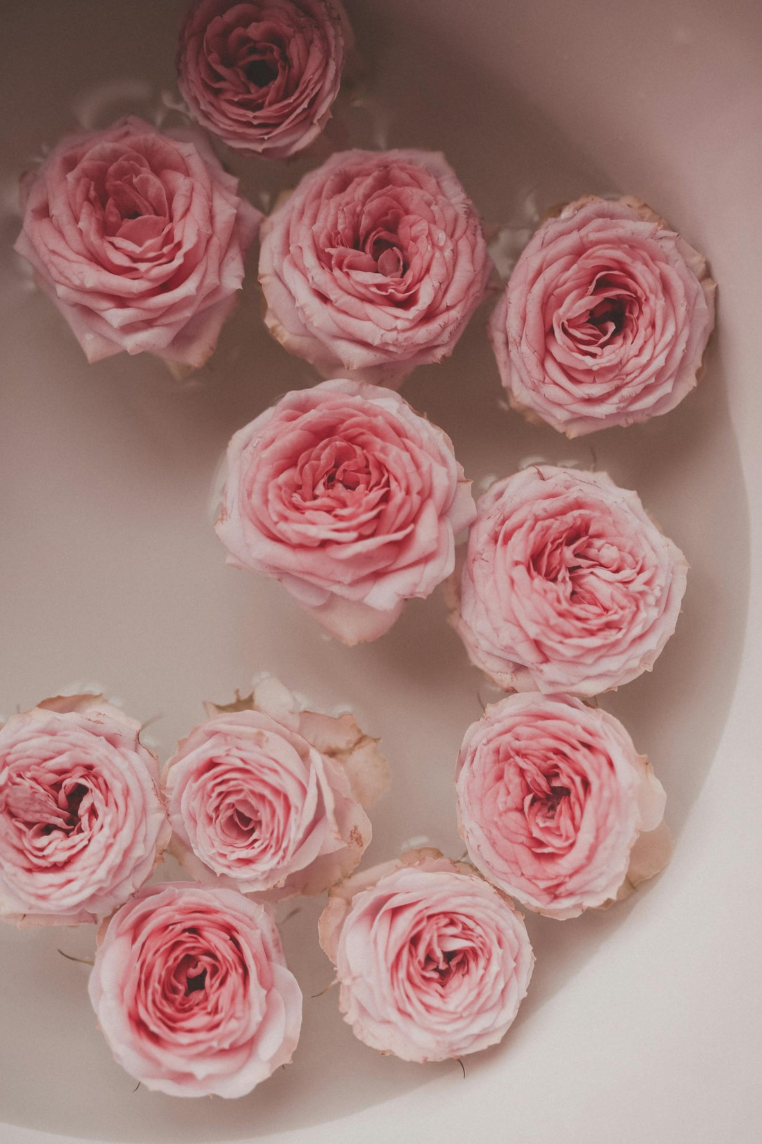 Rose Water Revival